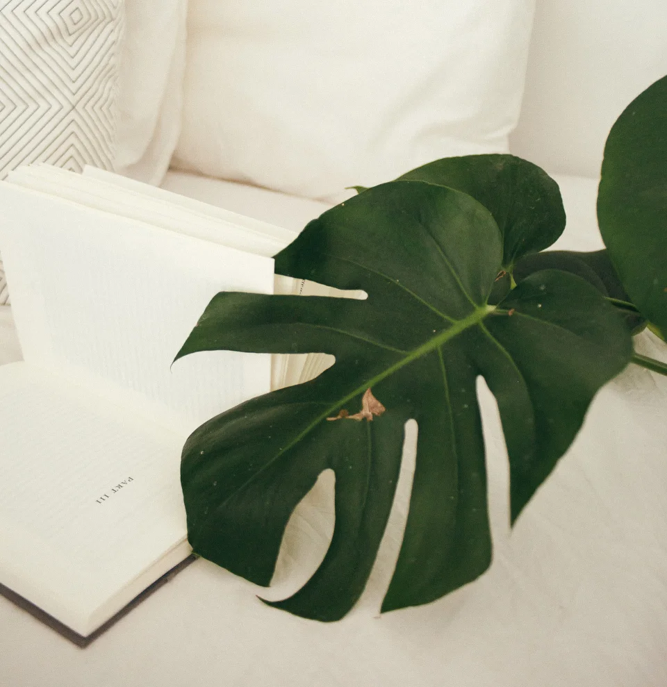 Vastu plants for your house